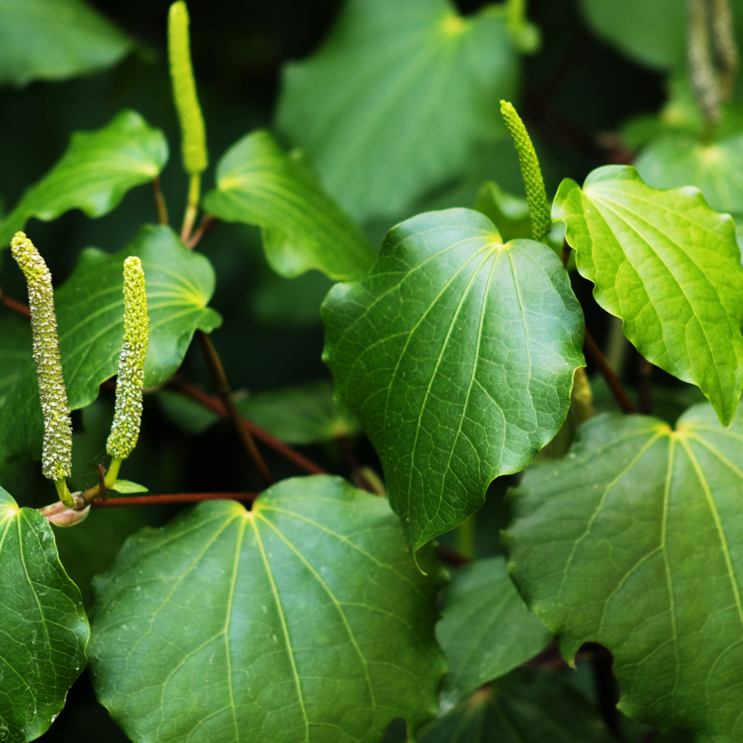 Why Kawakawa Leaves is so good for your skin | Frula Beauty